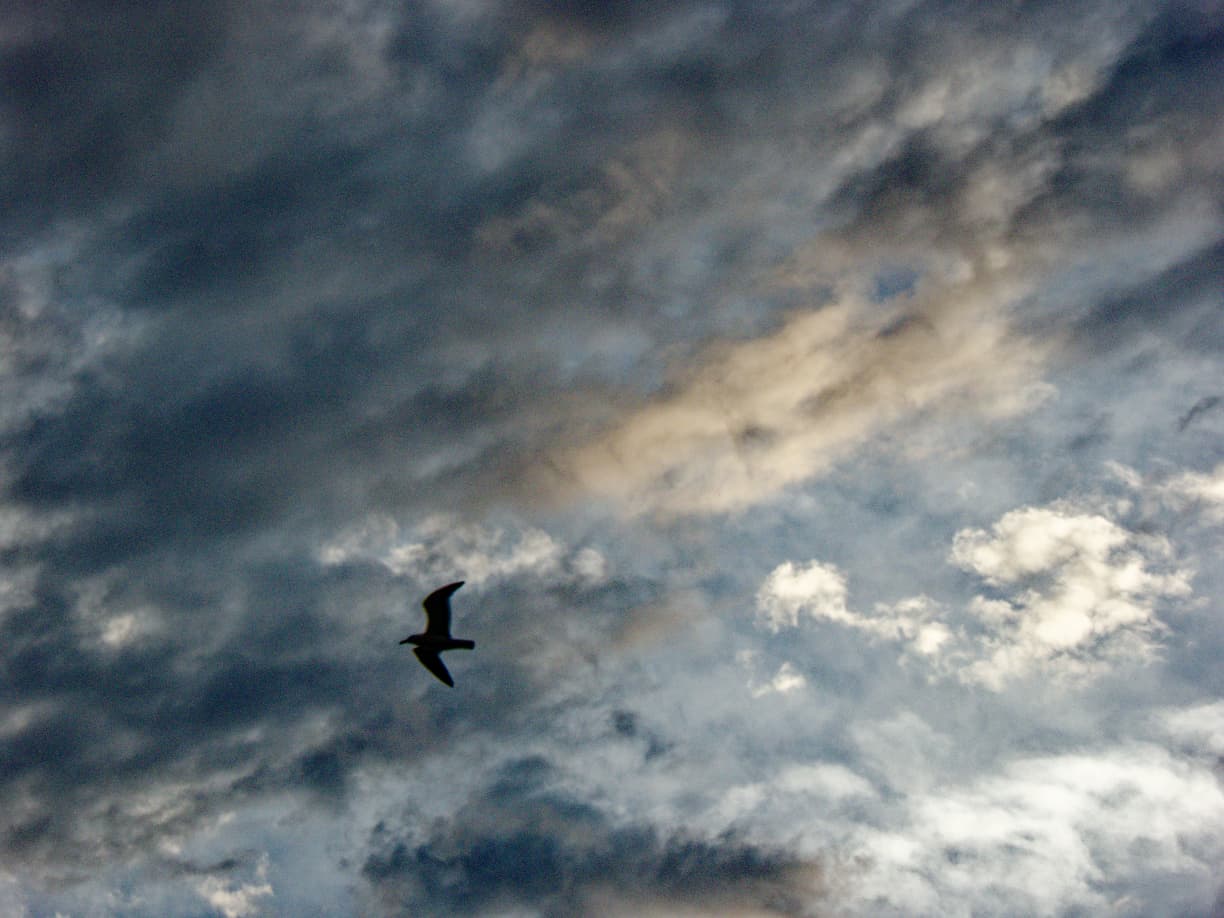 A dark bird silhouette beneath textured coastal clouds